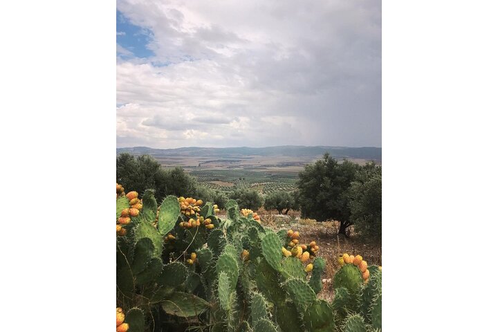 Fun VIP: Dougga UNESCO, Bulla Regia & Testour (Pickup All)