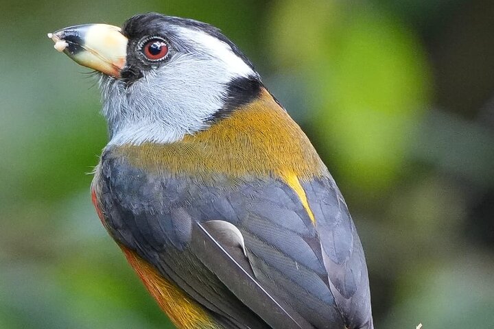 Mindo Cloud Forest Birdwatching & Photography - Private Day Tour