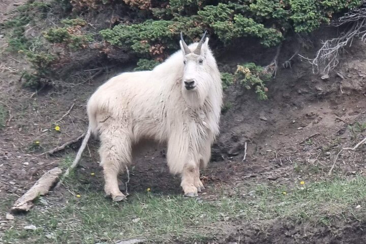 Discover Jasper and its Wildlife