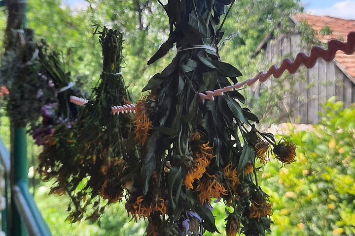 Wild Tea Foraging in Dsegh Village