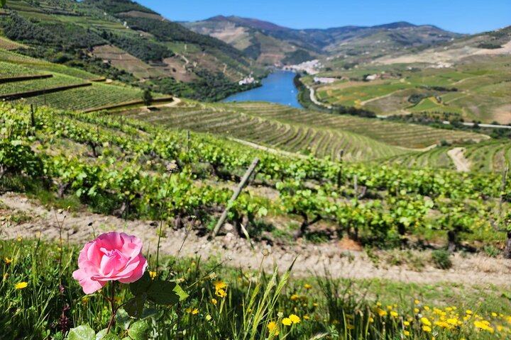Private Douro Valley Tour (2 wineries + boat)