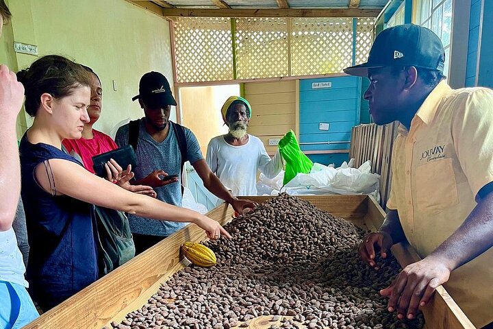 Full-Day Tour: Concord Waterfall, Chocolate Factory, Rum Distillery, Grand Etang