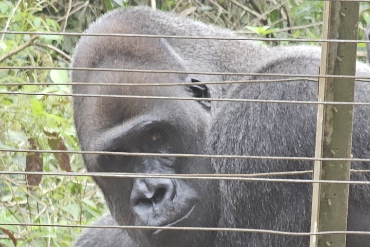 Visit the Ebogo site and Méfou Park from Yaoundé