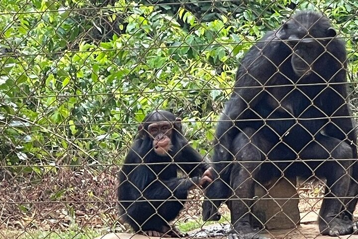 Visit the Ebogo site and Méfou Park from Yaoundé