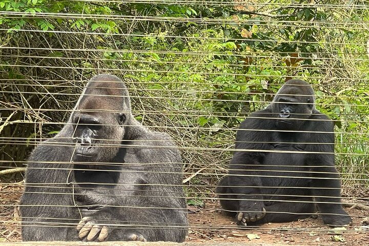 Visit the Ebogo site and Méfou Park from Yaoundé