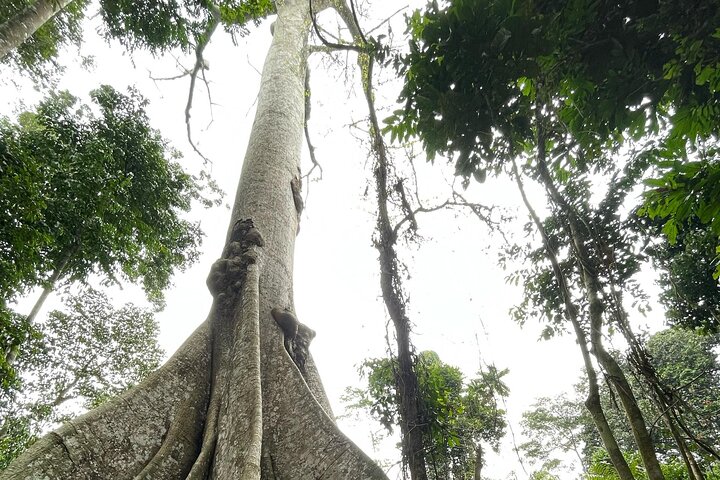 Visit the Ebogo site and Méfou Park from Yaoundé