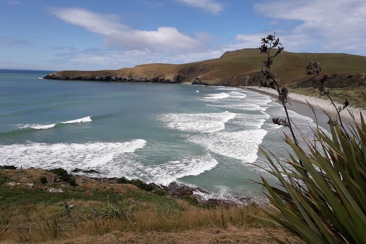 Dunedin City Highlights, Otago Peninsula Scenery & a Guided Penguin Reserve Tour