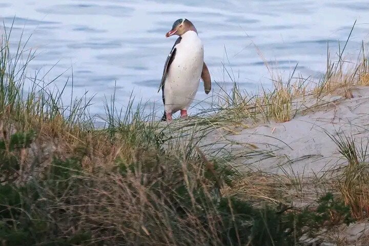 Dunedin City Highlights, Otago Peninsula Scenery & a Guided Penguin Reserve Tour