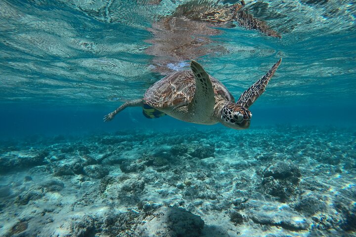 Gili Island Exclusive Private Snorkeling Underwater Escape