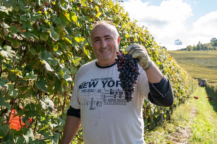 Barolo Tasting and Vineyard Tour and Winery Visit