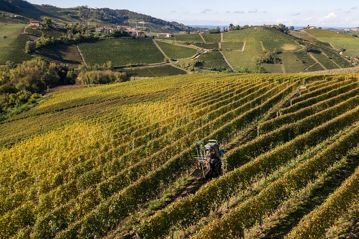 Barolo Tasting and Vineyard Tour and Winery Visit