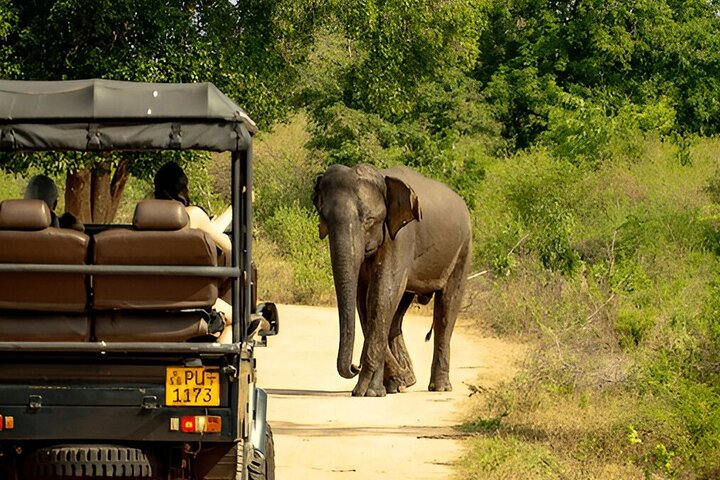 Udawalawe National Park Private Safari