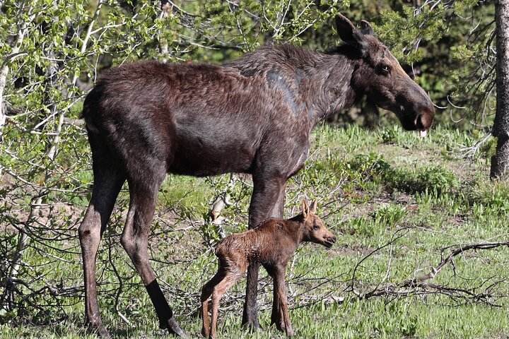 Yellowstone Full Day Tours