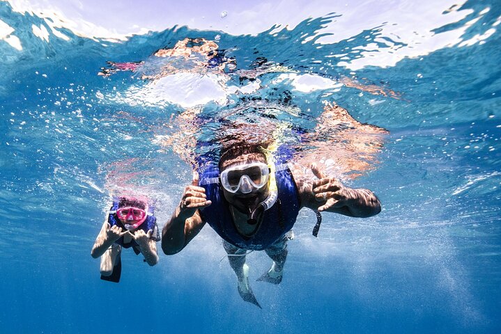 Waikiki Turtle Canyon Snorkel: Turtles Guaranteed
