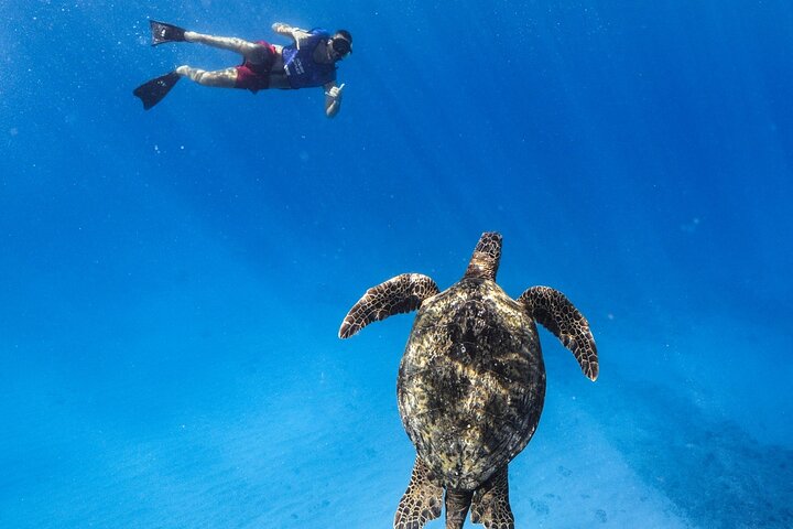 Waikiki Turtle Canyon Snorkel: Turtles Guaranteed