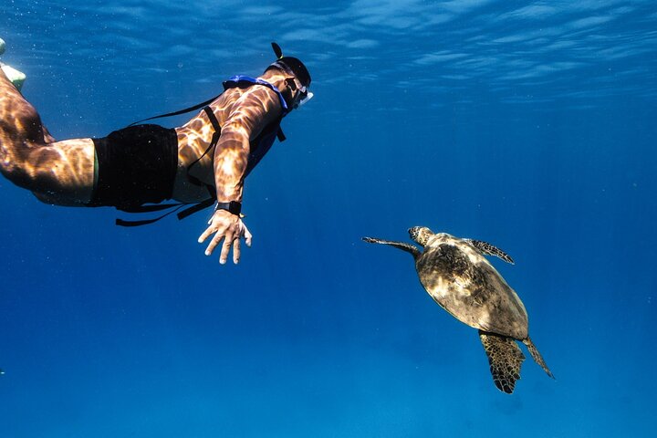 Waikiki Turtle Canyon Snorkel: Turtles Guaranteed
