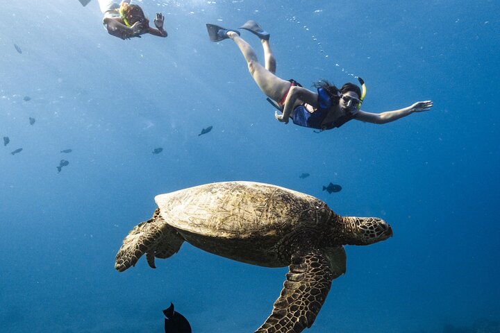 Waikiki Turtle Canyon Snorkel: Turtles Guaranteed