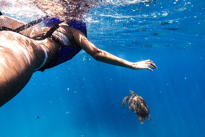 Waikiki Turtle Canyon Snorkel: Turtles Guaranteed