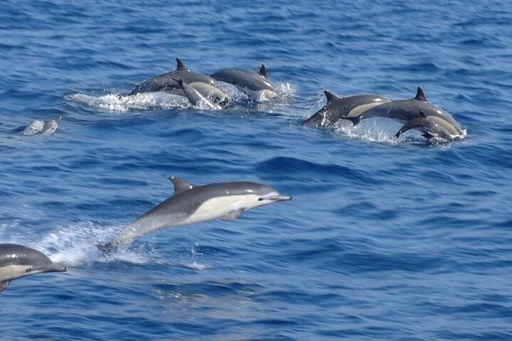 1 Day Wasini Dolphin Tour From Diani Beach