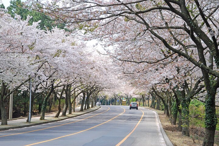 Full Day Essential Jeju Island Private tour for West Course
