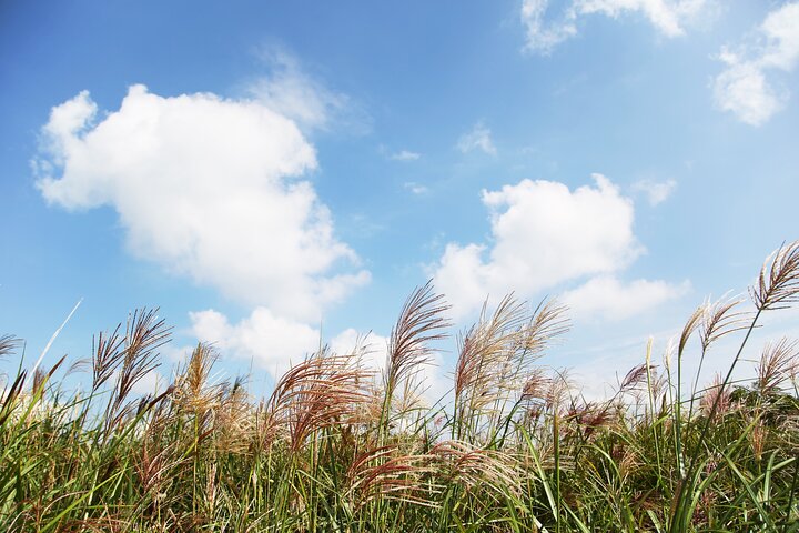 Full Day Essential Jeju Island Private tour for West Course
