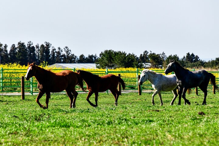 Full Day Essential Jeju Island Private tour for West Course