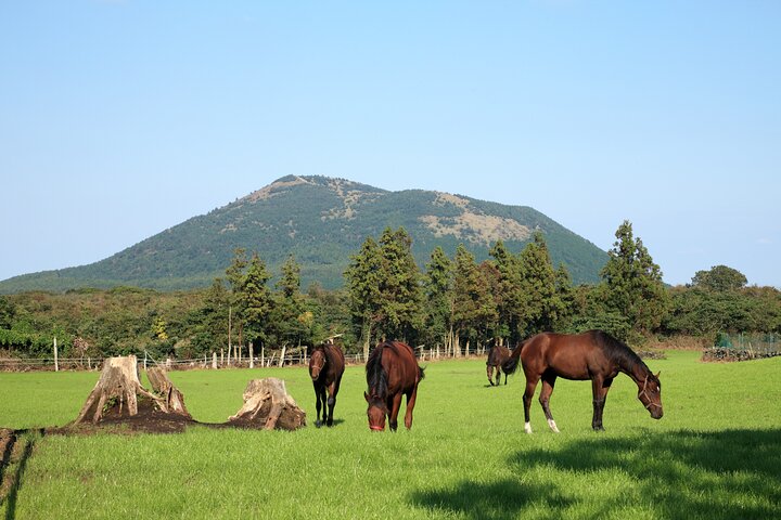 Full-day Customizable Private Jeju Island Tour