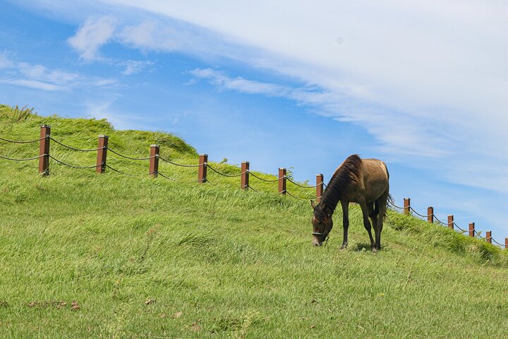 Full-day Customizable Private Jeju Island Tour