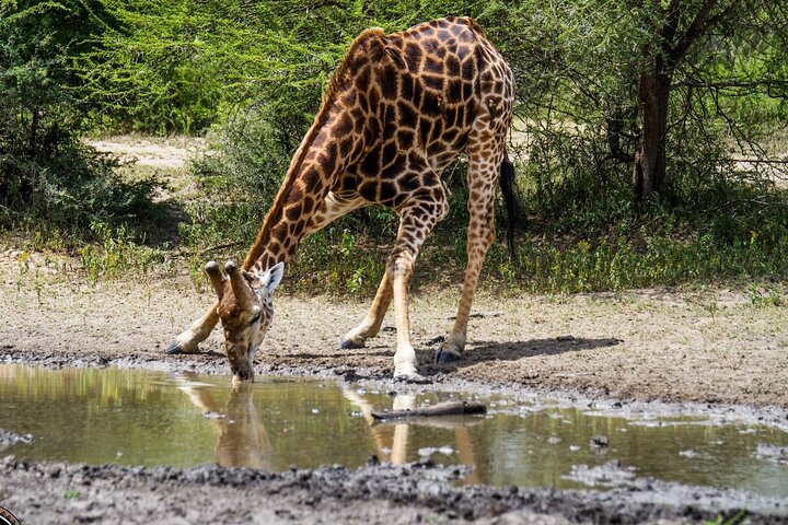 Six On Safari to Hluhluwe Imfolozi Game Reserve