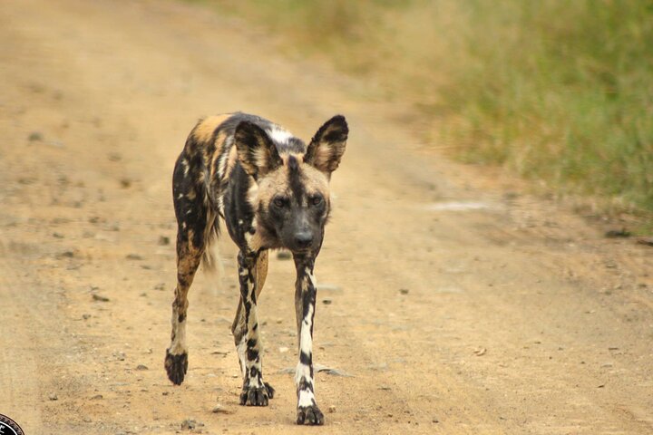 Six On Safari to Hluhluwe Imfolozi Game Reserve