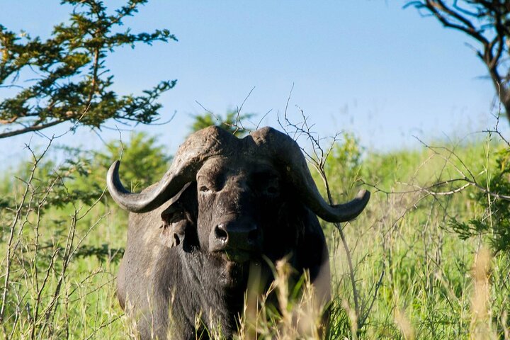 Six On Safari to Hluhluwe Imfolozi Game Reserve