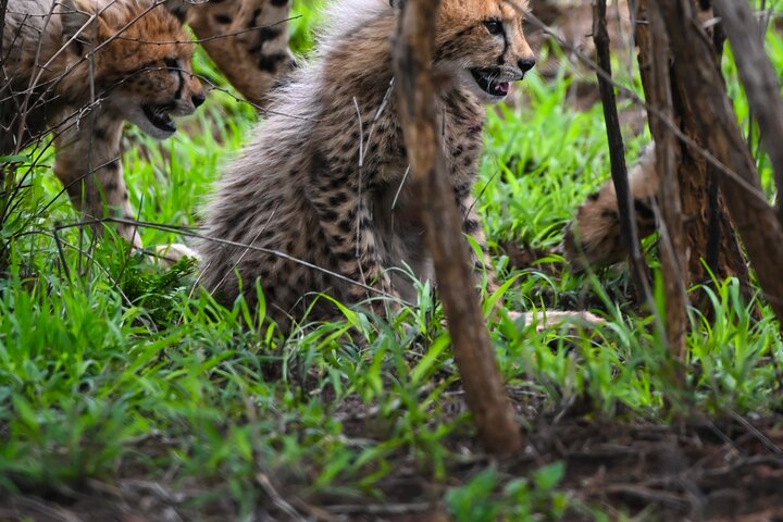 Six On Safari to Hluhluwe Imfolozi Game Reserve