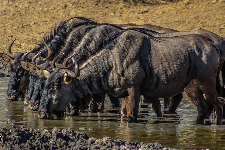 Six On Safari to Hluhluwe Imfolozi Game Reserve