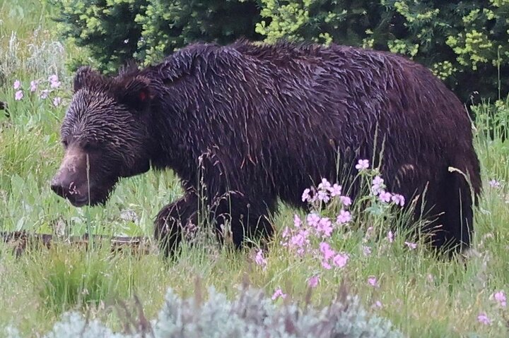 Yellowstone Full Day Tours