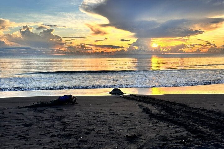 Tortuguero National Park Turtle Tour