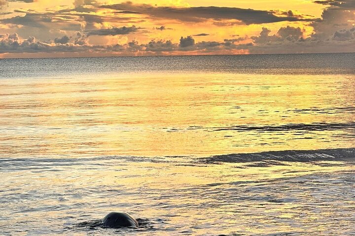 Tortuguero National Park Turtle Tour