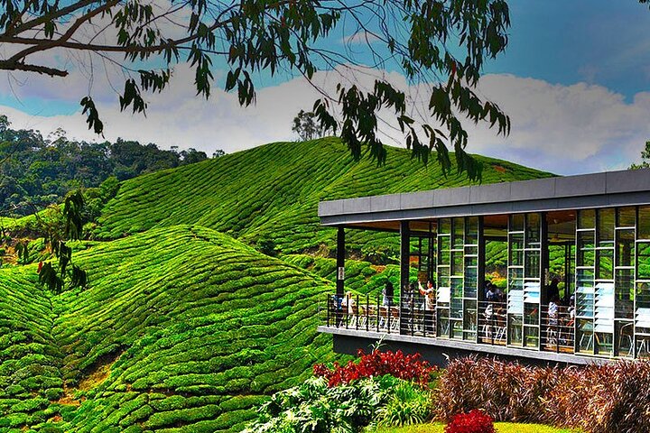 Cameron Highlands Full Day Join in Tour