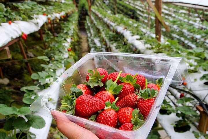 Cameron Highlands Full Day Join in Tour