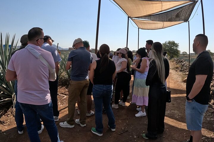 José Cuervo Tequila Tour & Agave Fields from Guadalajara