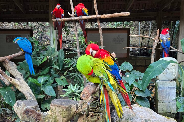 From San Pedro Sula: Mayan Ruins of Copan Day Trip