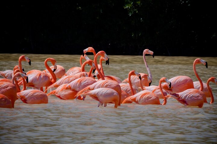 Excursion to Celestun Biosphere and Beach Day from Merida