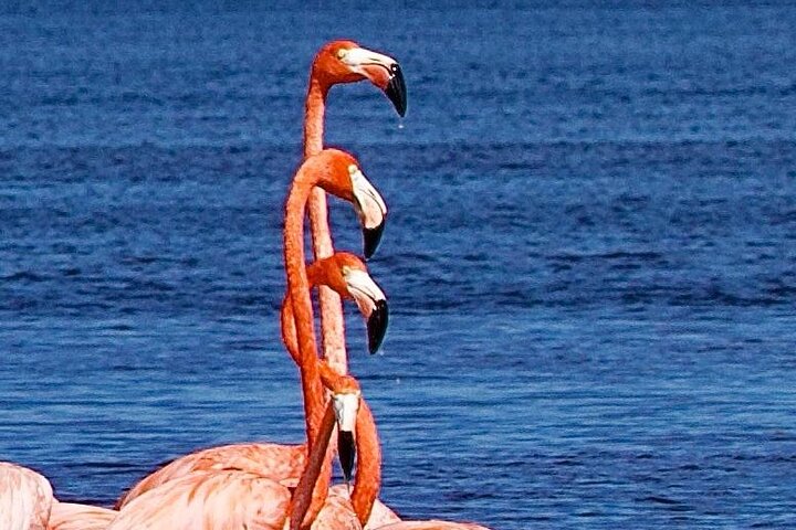 Excursion to Celestun Biosphere and Beach Day from Merida