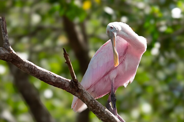 Excursion to Celestun Biosphere and Beach Day from Merida