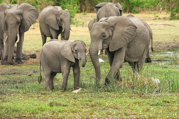 Dar es Salaam: 1-Day Mikumi National Park Safari with Free Pickup