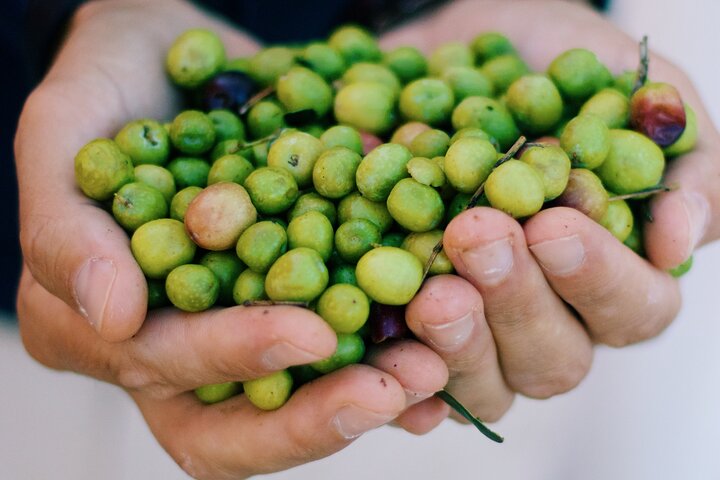 Discover Wine and Olive Oil Making Process