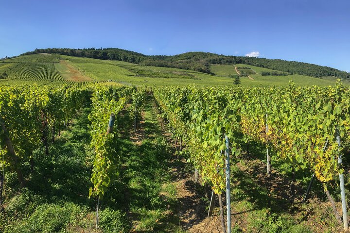 Price instead: From Strasbourg to Château ,Riquewihr and Colmar