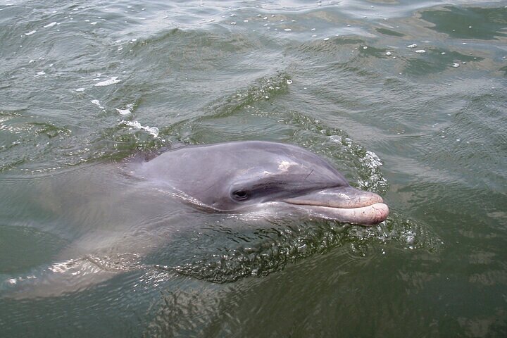 2 Hour Kayak Hilton Head Dolphin and Nature Tour