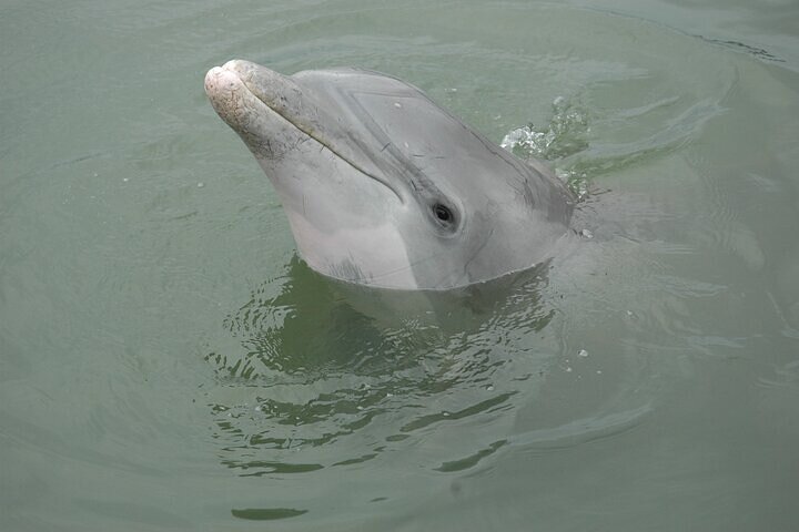 2 Hour Kayak Hilton Head Dolphin and Nature Tour