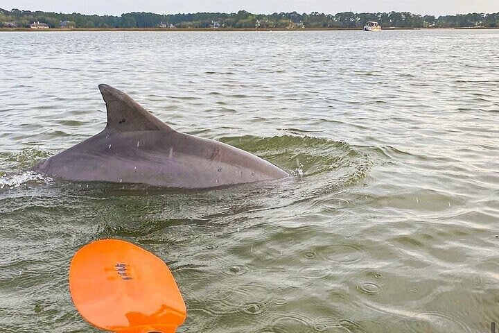 2 Hour Kayak Hilton Head Dolphin and Nature Tour