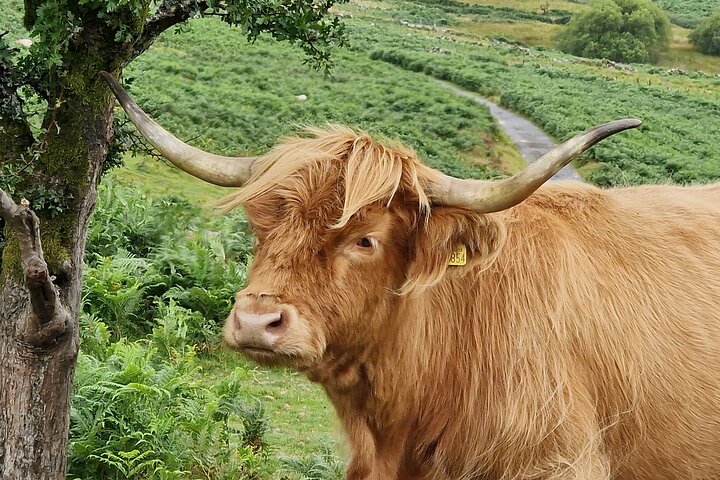 Dartmoor Tour